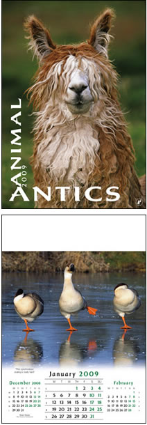 Animal Antics Wall Calendar