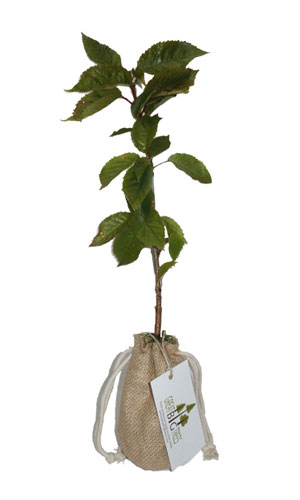 Tree In Hessian Bag