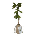 Tree in Hessian Bag